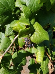 Ribes nigrum