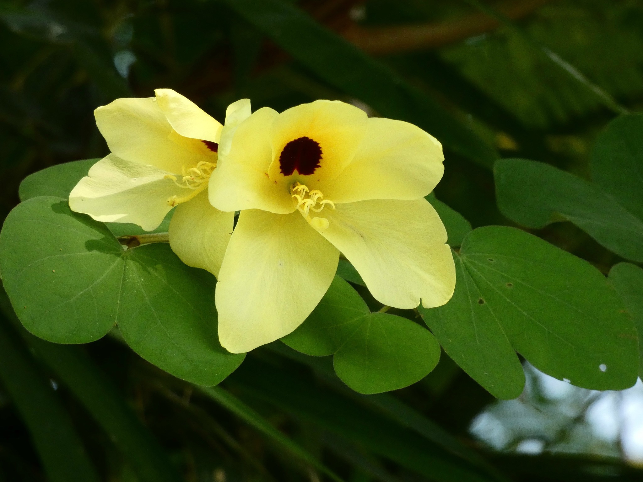 Bauhinia tomentosa