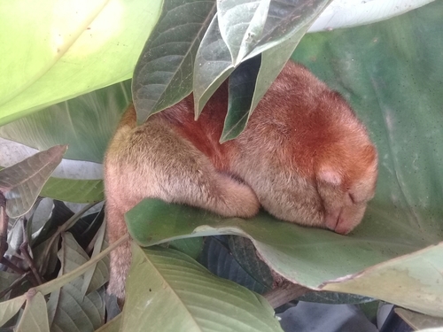 Amboro Silky Anteater