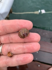Boreochiton ruber