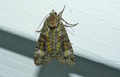 Anaplectoides prasina