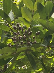 Lagerstroemia speciosa