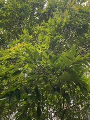 Lagerstroemia speciosa