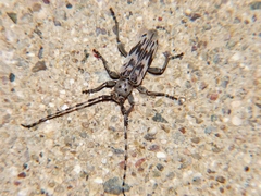 Tigrinestola tigrina