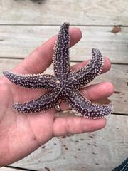 Asterias rubens