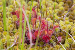 Drosera × obovata