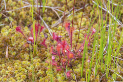 Drosera × obovata