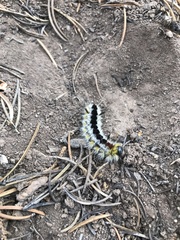 Lophocampa ingens