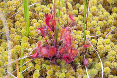 Drosera × obovata
