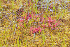 Drosera × obovata