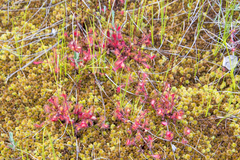 Drosera × obovata