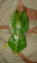 Choeradodis rhomboidea