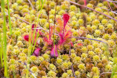 Drosera × obovata
