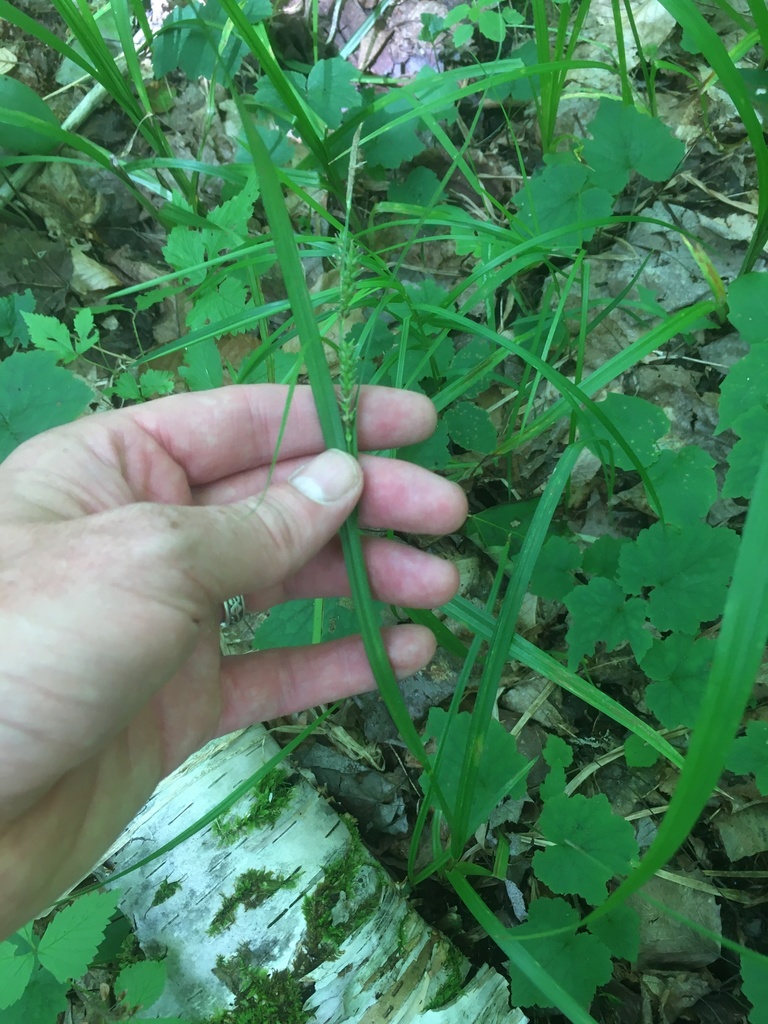 eastern rough sedge from Washington County, US-VT, US on July 25, 2020 ...