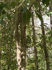 Lagerstroemia speciosa