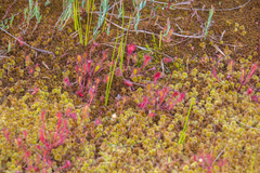 Drosera × obovata