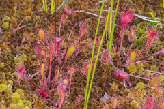 Drosera × obovata