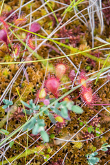 Drosera × obovata