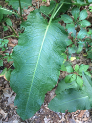 Rumex obtusifolius obtusifolius