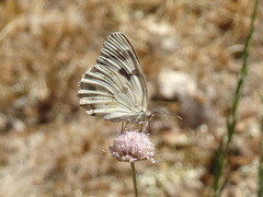 Melanargia lachesis