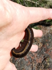 Hirudo medicinalis