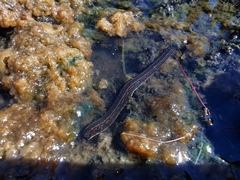 Hirudo medicinalis