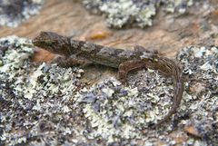 Diplodactylidae