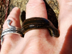 Hirudo medicinalis