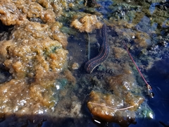 Hirudo medicinalis