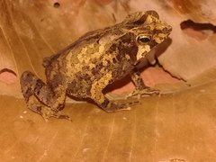 Rhinella margaritifera