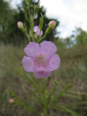Agalinis aspera