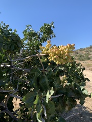 Pistacia vera