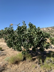 Pistacia vera