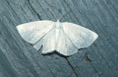 Cabera variolaria