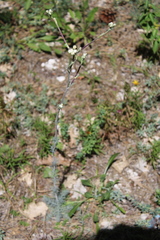 Seseli dichotomum
