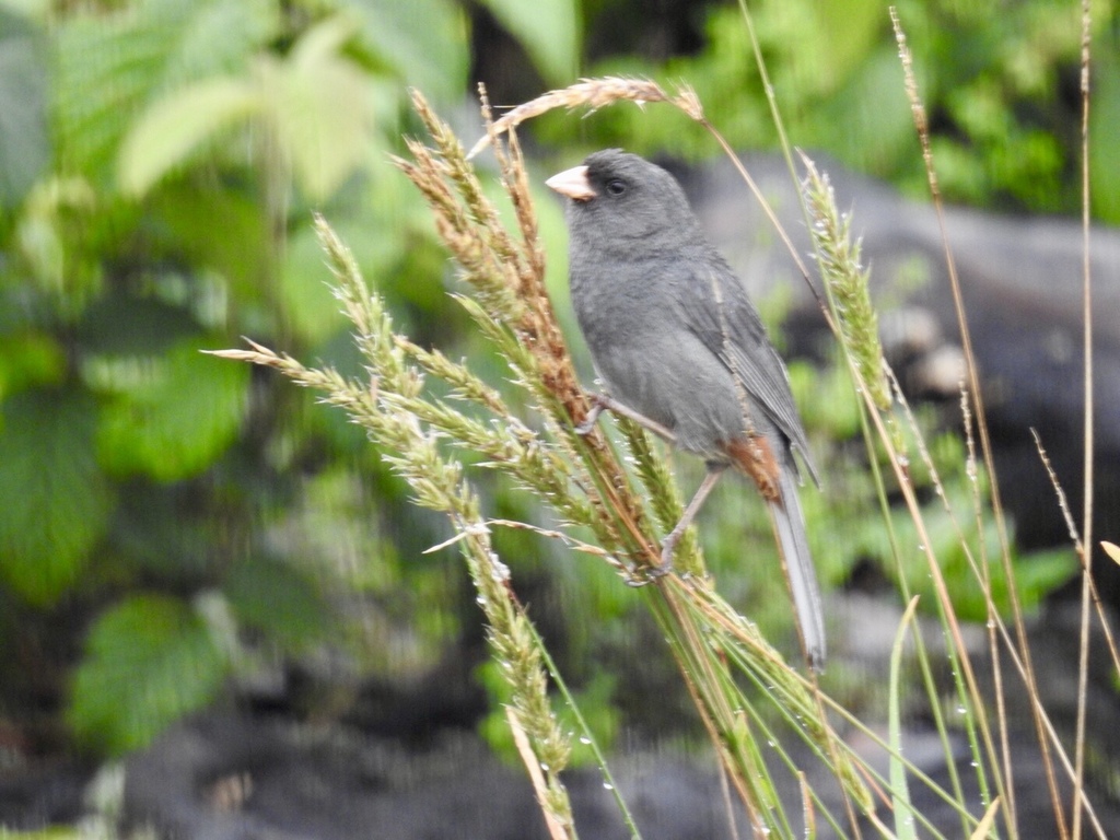 Paramo Seedeater