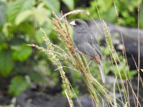 Paramo Seedeater (Catamenia homochroa), photo 4
