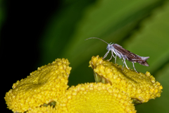 Isophrictis striatella