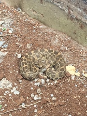 Crotalus polystictus