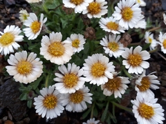 Erigeron denalii