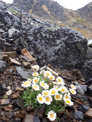 Erigeron denalii
