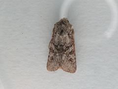 Lasionycta proxima