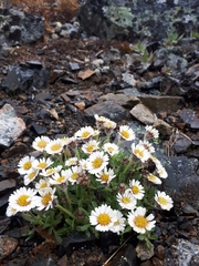 Erigeron denalii