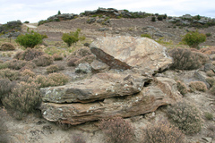 Diplodactylidae