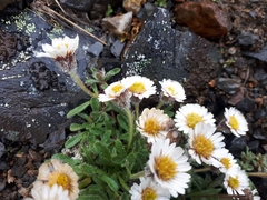 Erigeron denalii