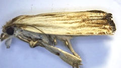 Eucosma radiatana