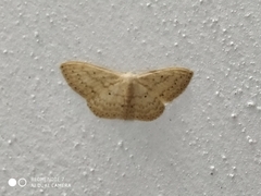 Scopula spoliata