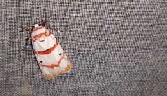 Cyana perornata