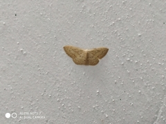 Scopula spoliata