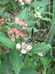 Isodontia exornata